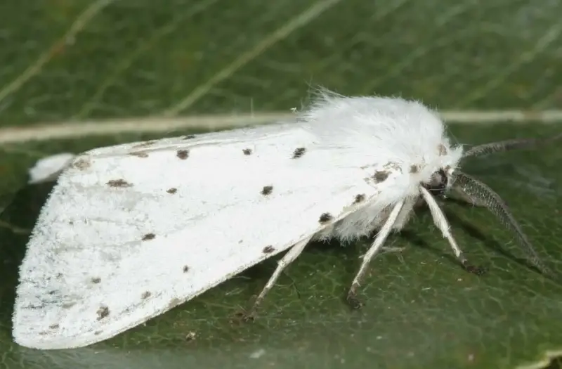 Moths in Florida