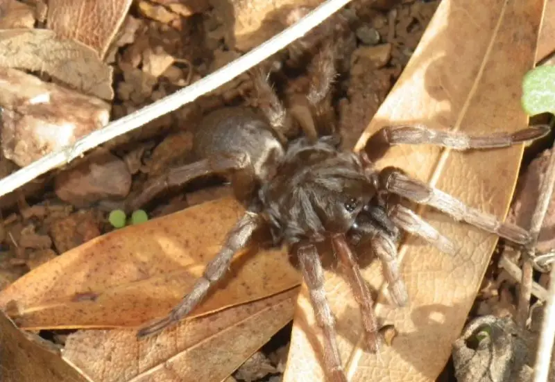 California Spiders