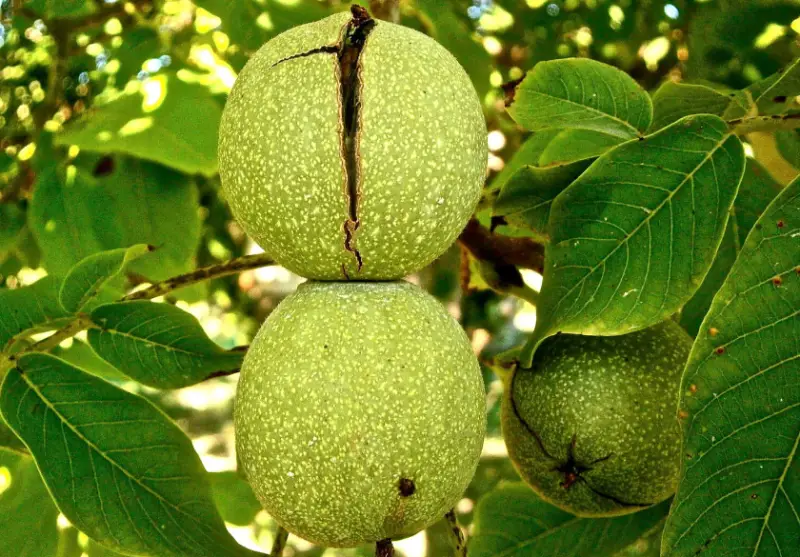 Types of Walnut Trees