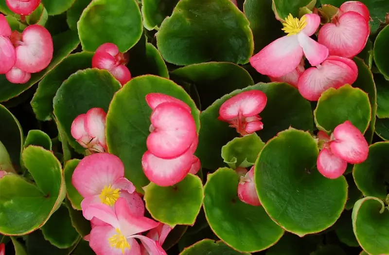 Types of Begonias