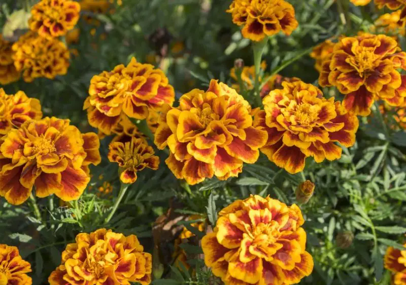 Types of Marigolds