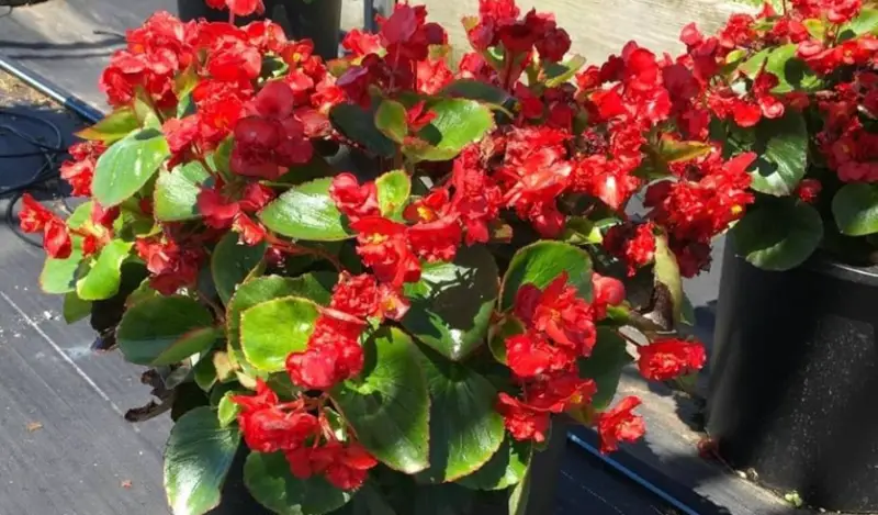 Types of Begonias