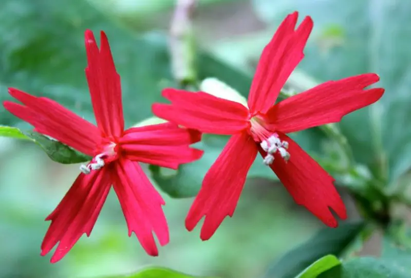 Types of Wildflowers