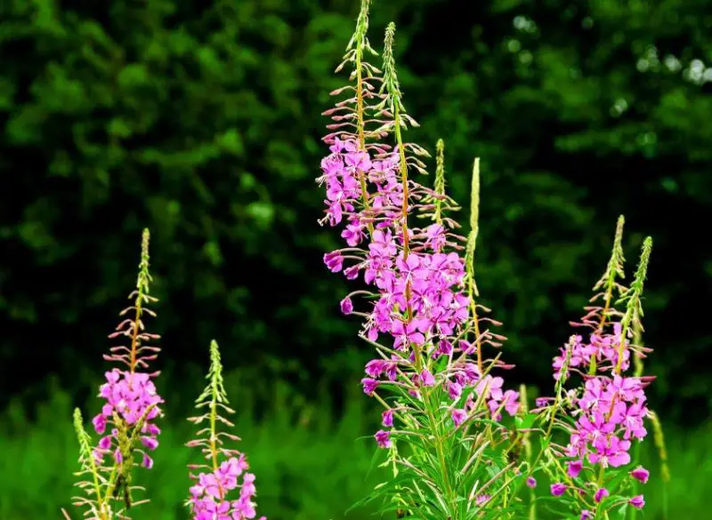 Types of Wildflowers