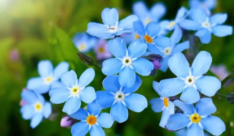 Baby Blue Flowers