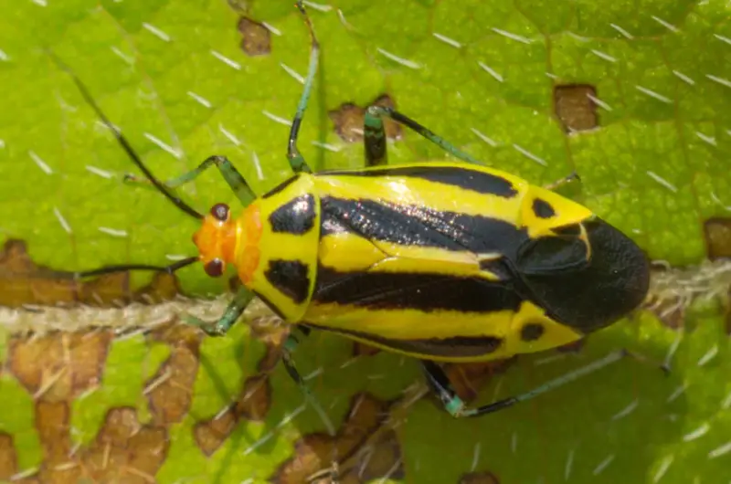 Yellow and Black Stripe Bug