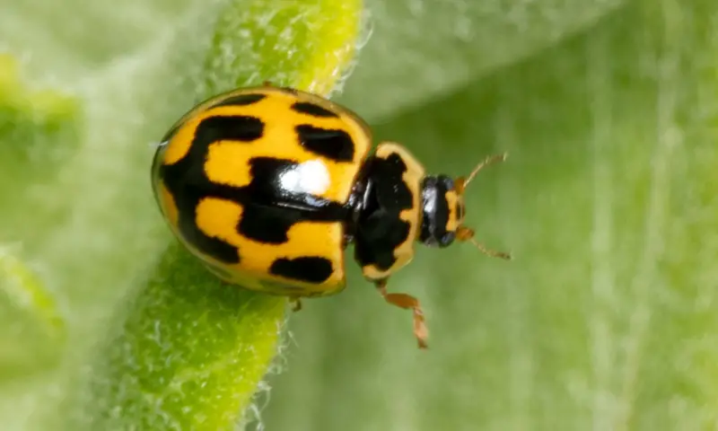 Yellow and Black Stripe Bug