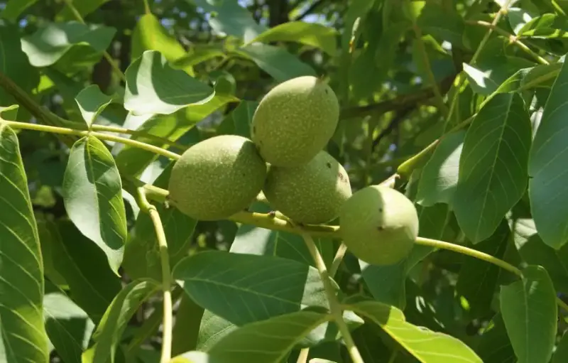 Types of Walnut Trees