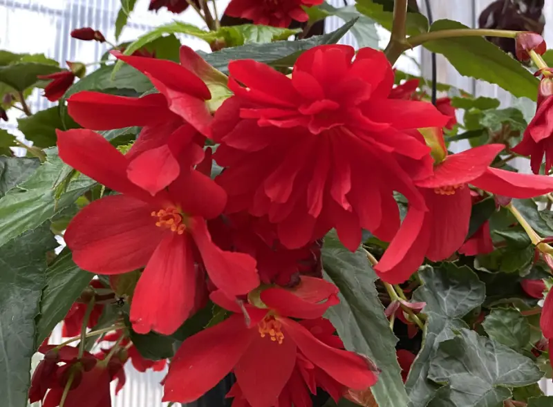 Begonia Varieties