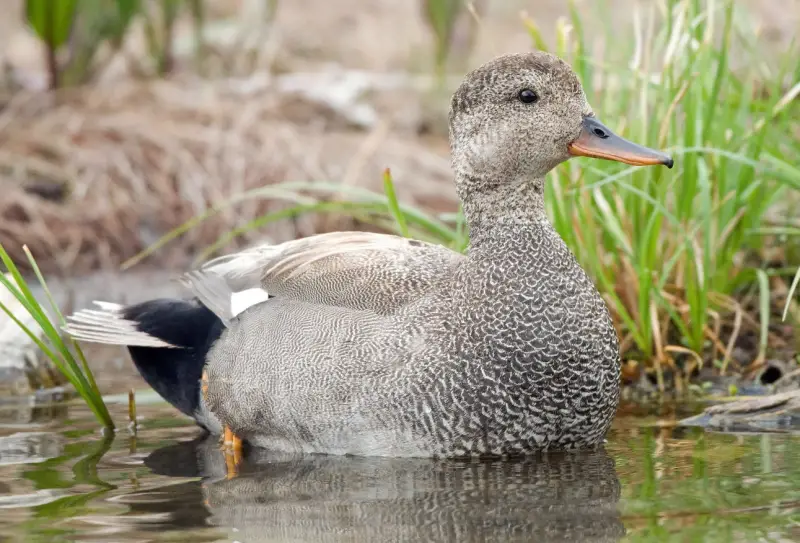 Ducks of Michigan