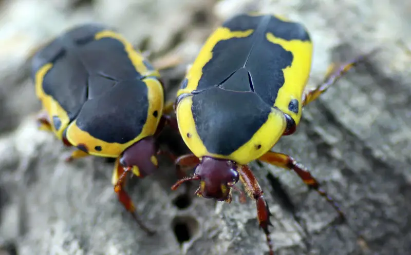 Yellow and Black Stripe Bug