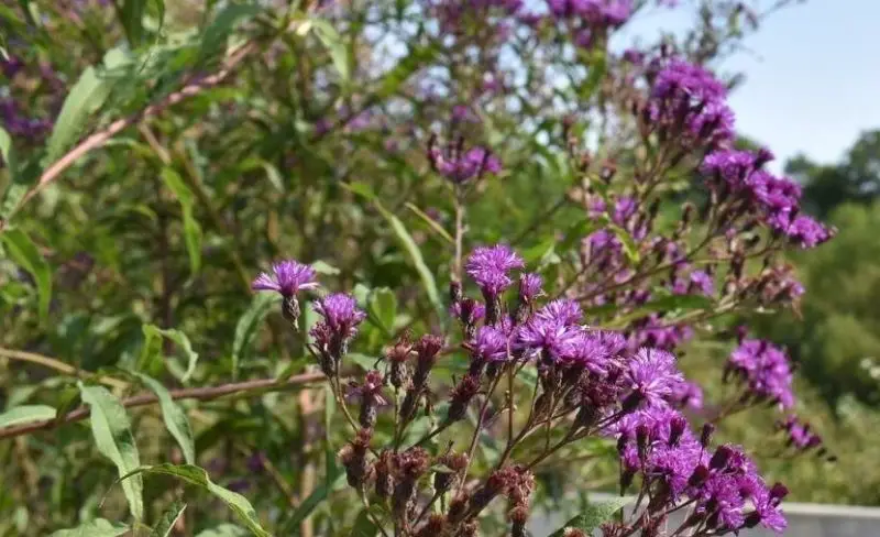 Types of Wildflowers