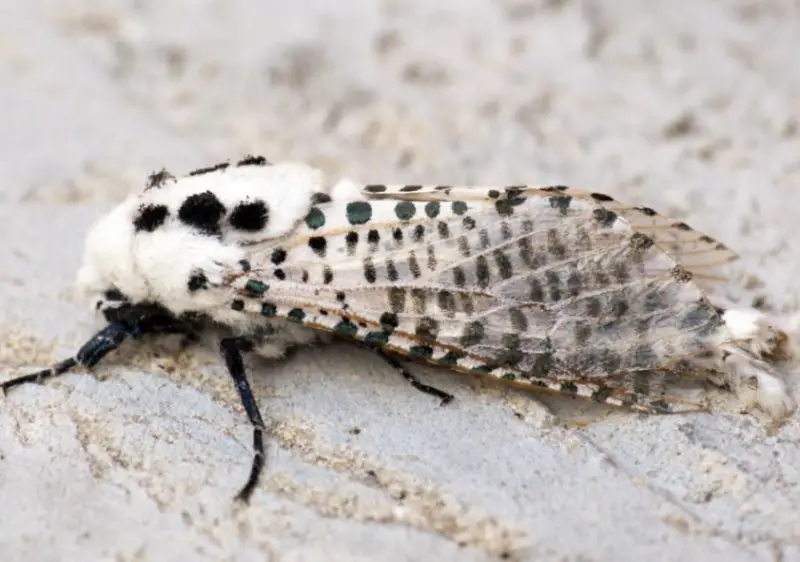 Florida Moths