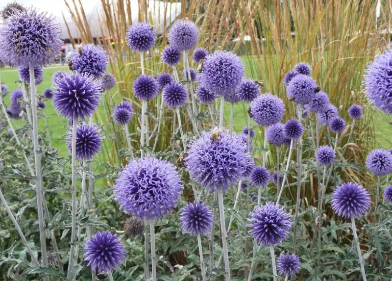 Baby Blue Flowers