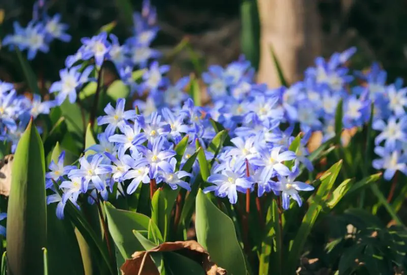 Baby Blue Flowers