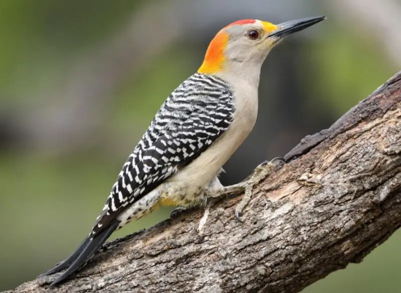 Types of Woodpeckers