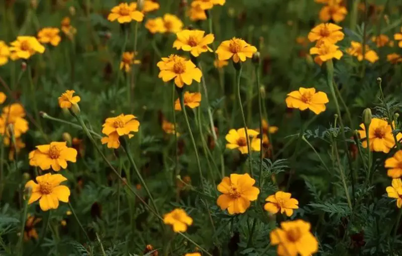 Types of Marigolds