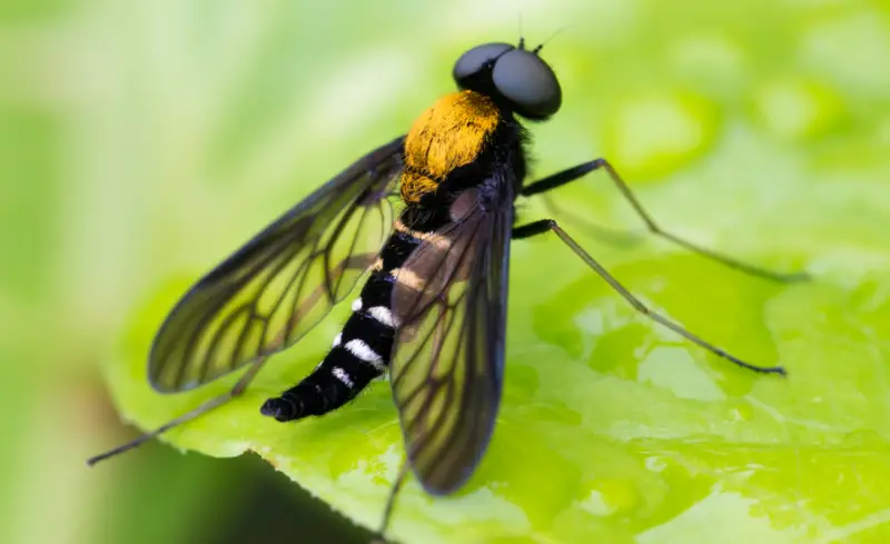 Yellow and Black Stripe Bug