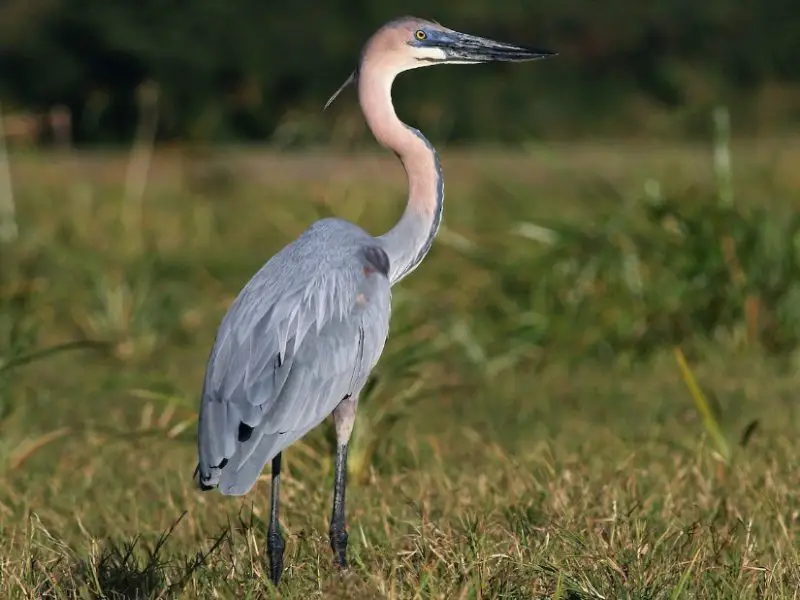 Types of Herons