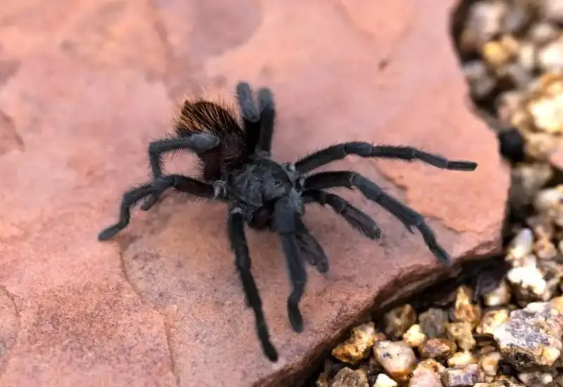 Arizona Spiders