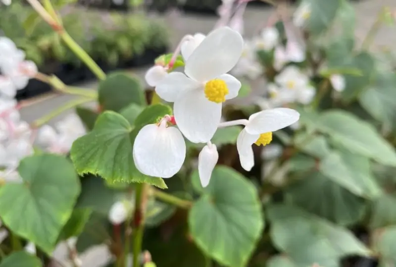 Types of Begonias