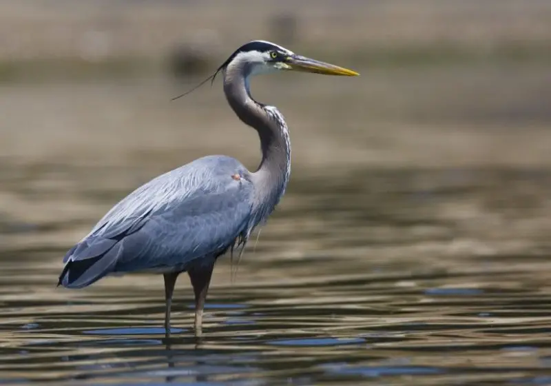 Types of Herons