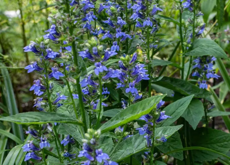 Baby Blue Flowers