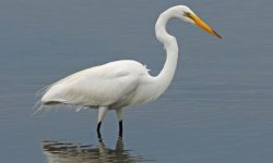 23 Types of Herons (Pictures and Identification)