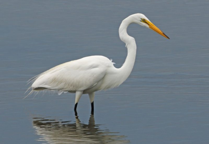 Types of Herons