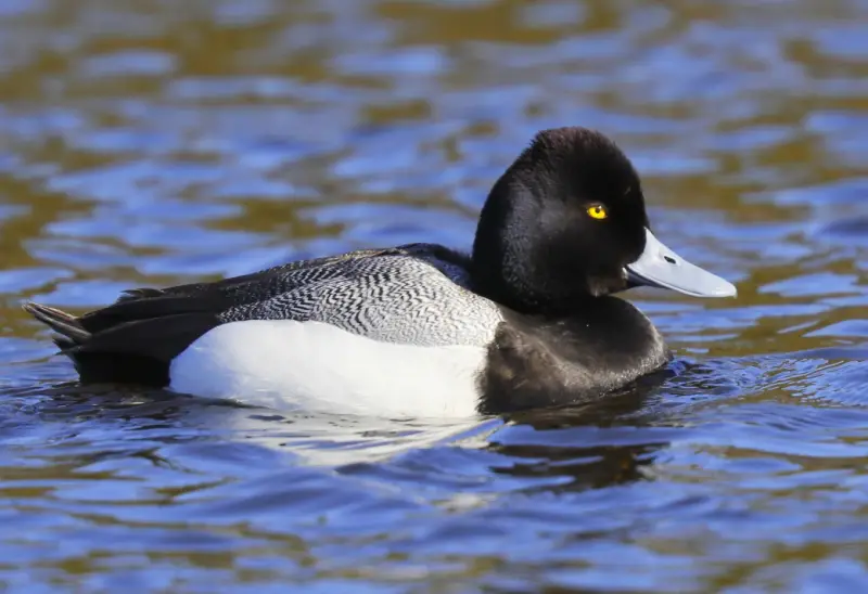 Ducks of Michigan