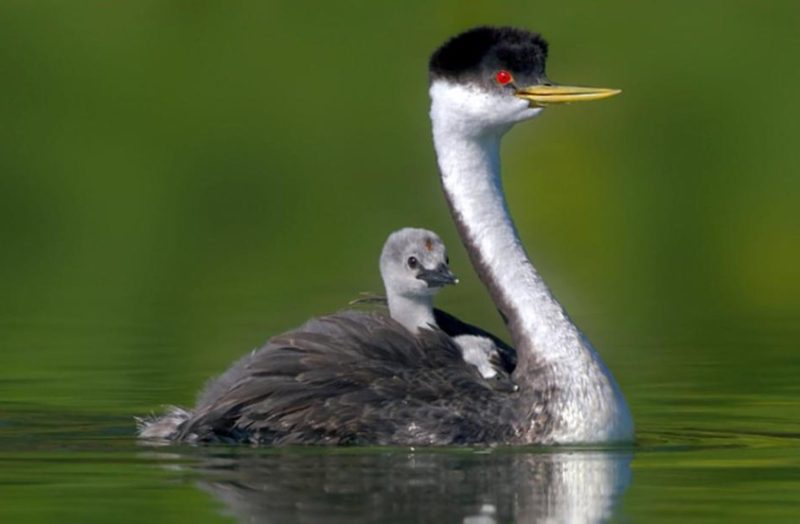 Birds in Georgia