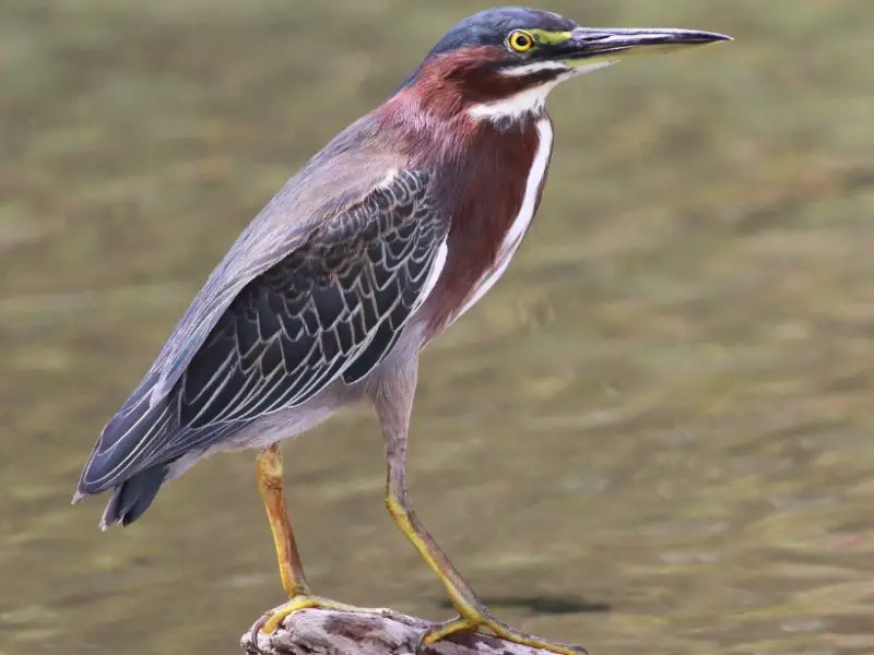 Types of Herons