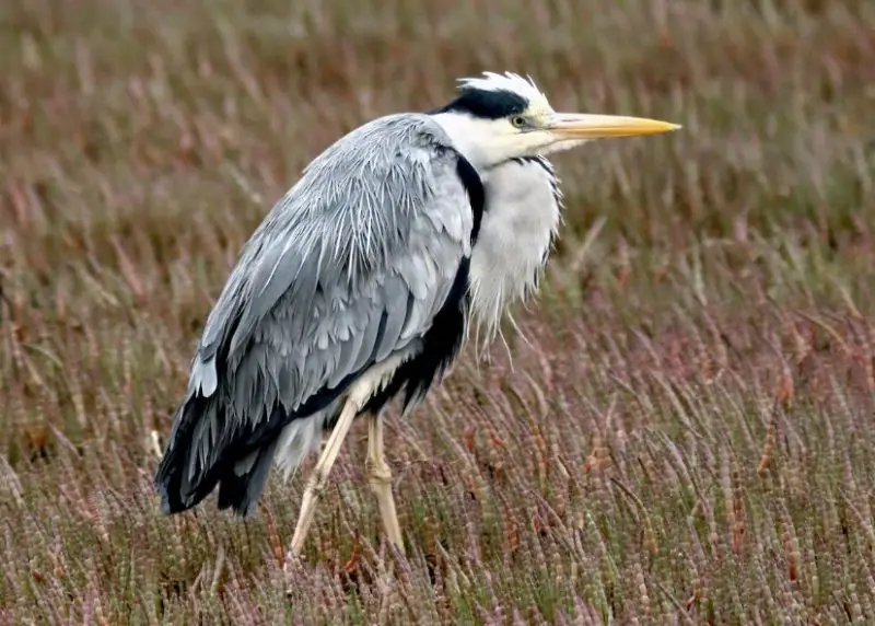 Types of Herons