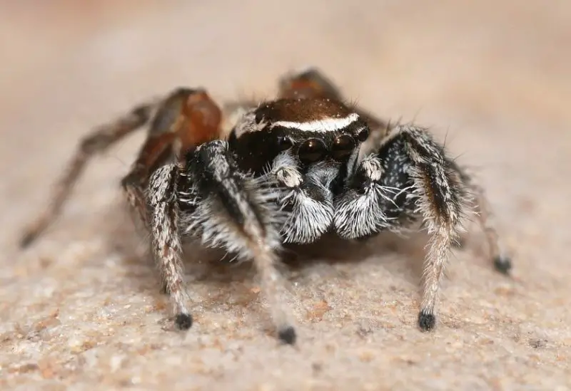 Arizona Spiders