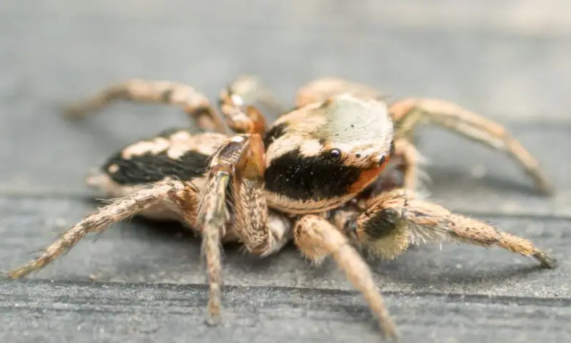 Arizona Spiders