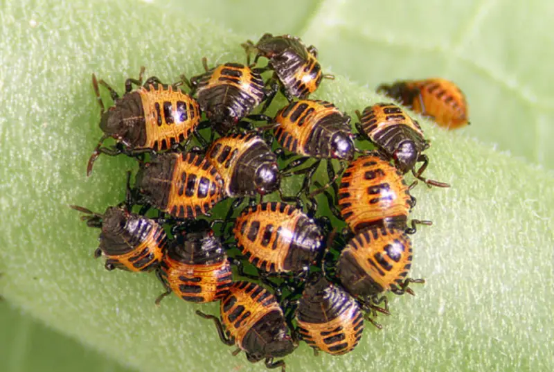 Yellow and Black Stripe Bug