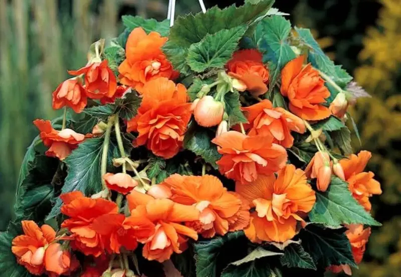 Begonia Varieties