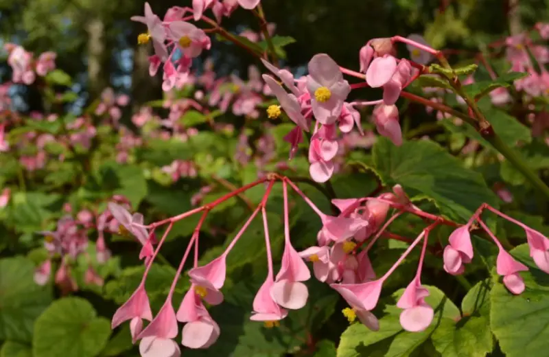 Types of Begonias