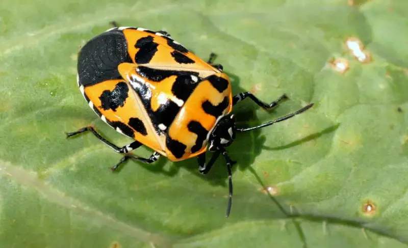 Yellow and Black Stripe Bug