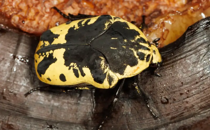 Yellow and Black Stripe Bug