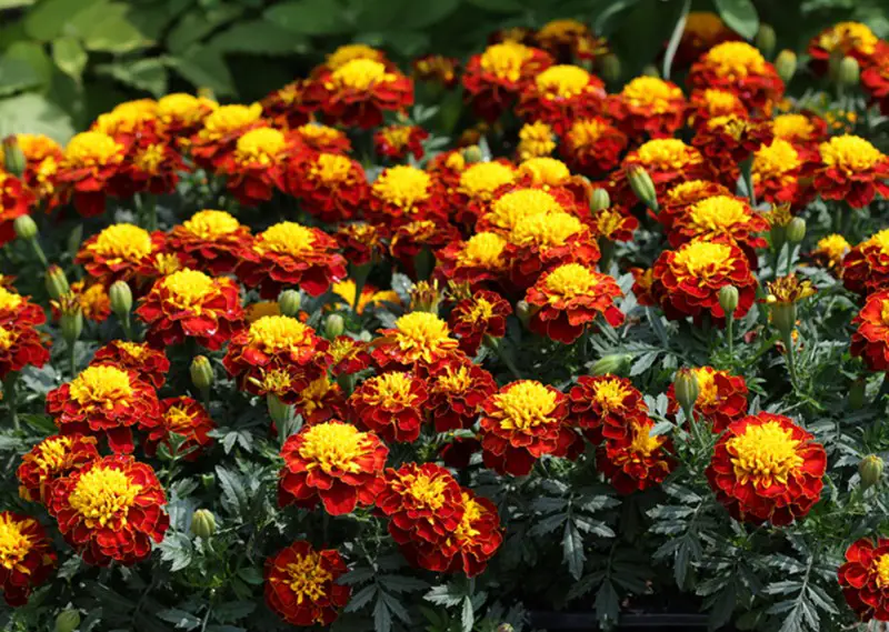 Types of Marigolds