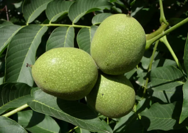 Types of Walnut Trees