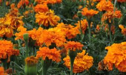 35 Types of Marigolds (Marigold Varieties with Pictures)