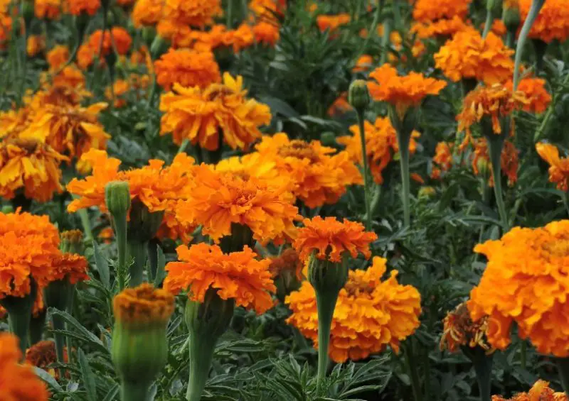 Types of Marigolds