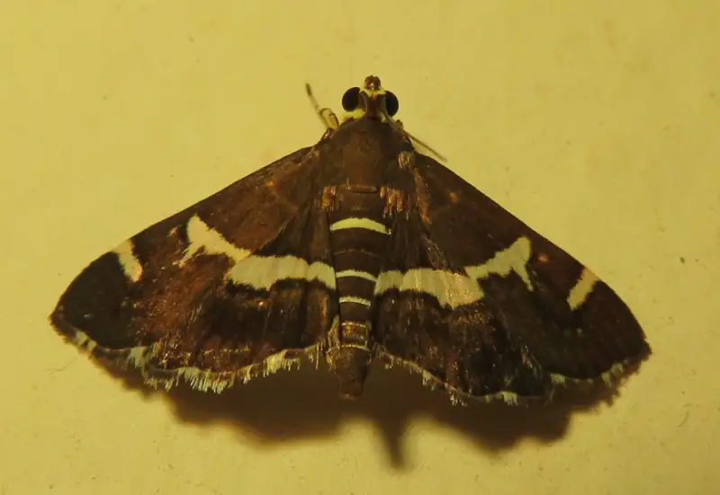 Florida Moths