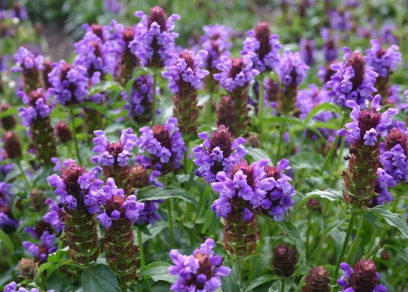 Types of Wildflowers