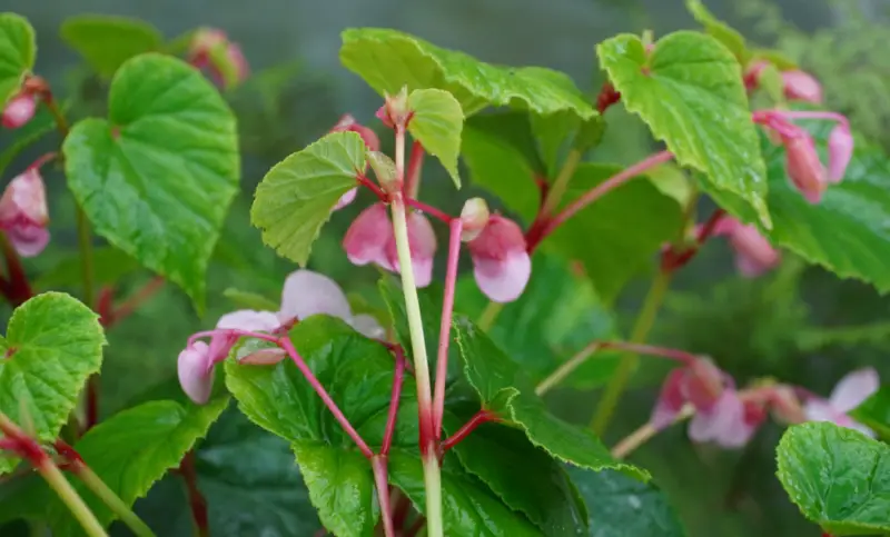 Types of Begonias