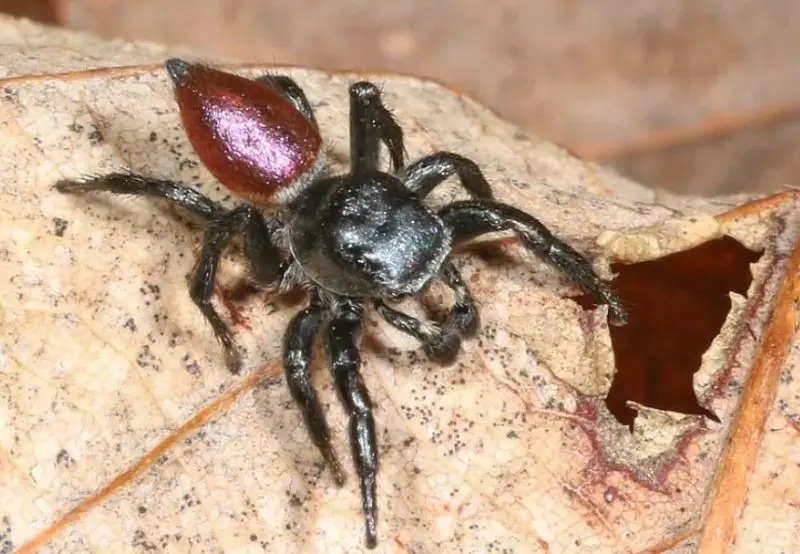 Arizona Spiders