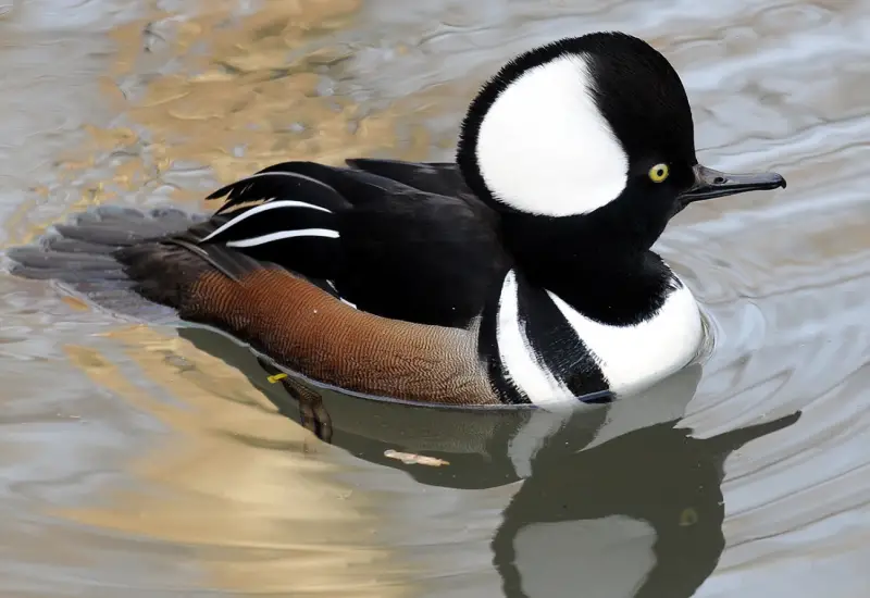 Ducks in Michigan