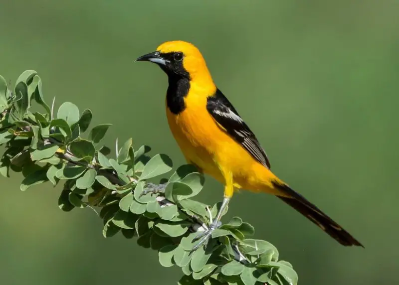 Types of Orioles